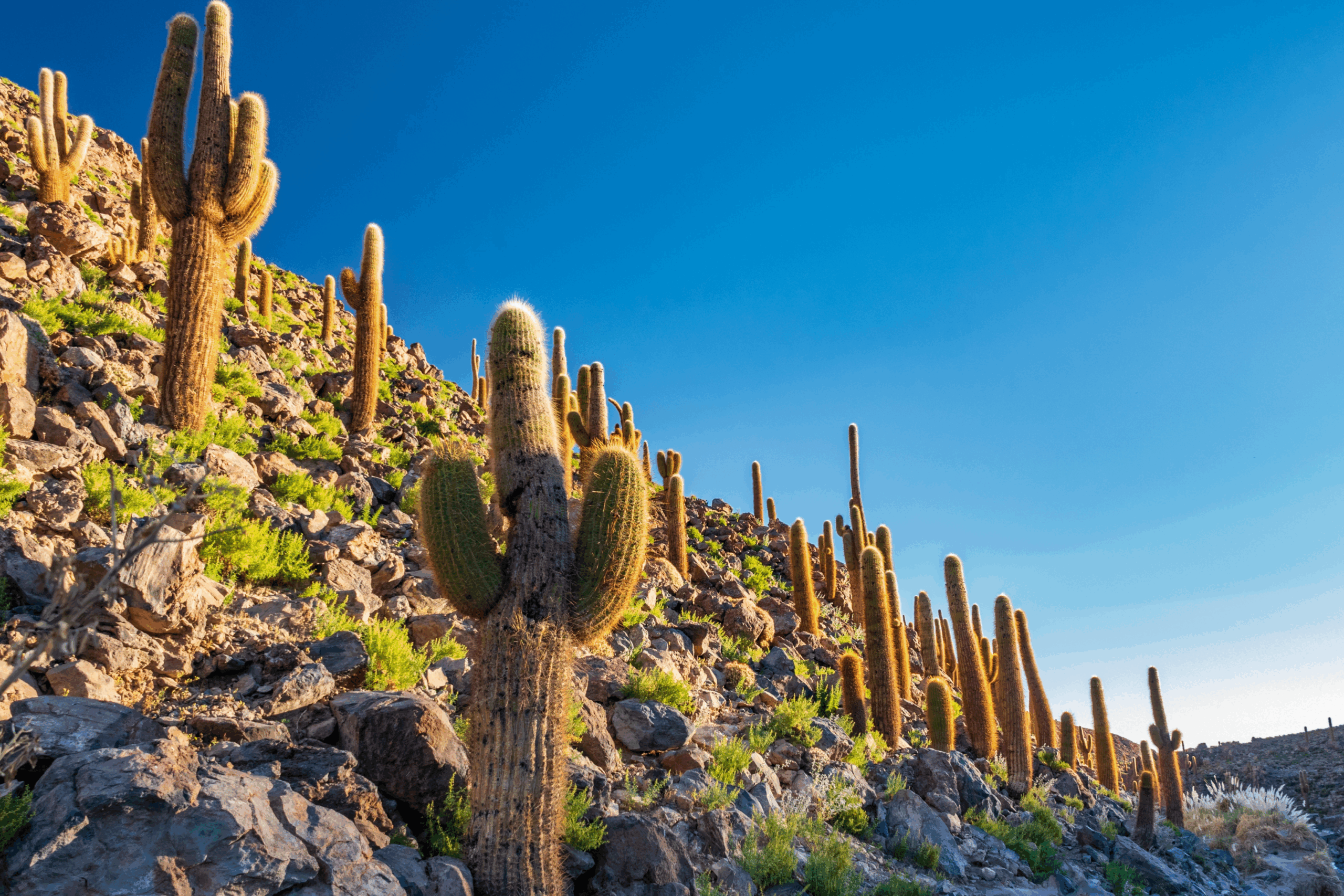 Fotografía de los imponentes y enormes cactus de Guatín o el Valle de los cactus, en San Pedro de Atacama.